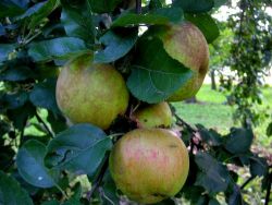 BOSKOP Apfel