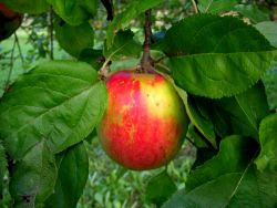 Apfel KAISER WILHELM