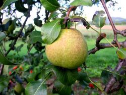 Birne MOLLABUSCH