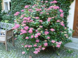 Hortensie-sitzplatz-3.jpg