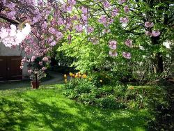 Japanische Kirsche