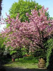 Japanische Kirsche