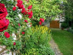 Rosenwand